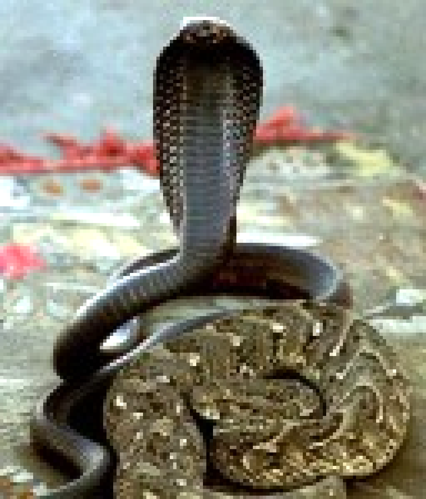 Python noir